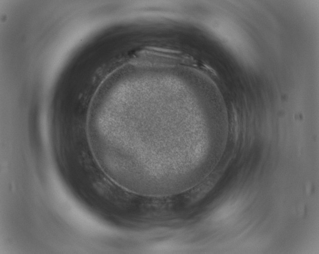 X0000074210383200609081537