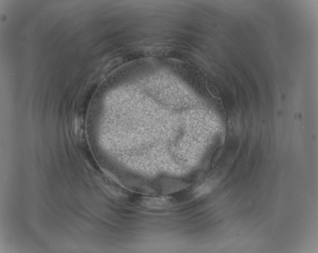 X0000074210671200609081532