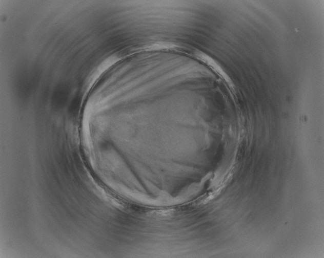 X0000074210810200609081529