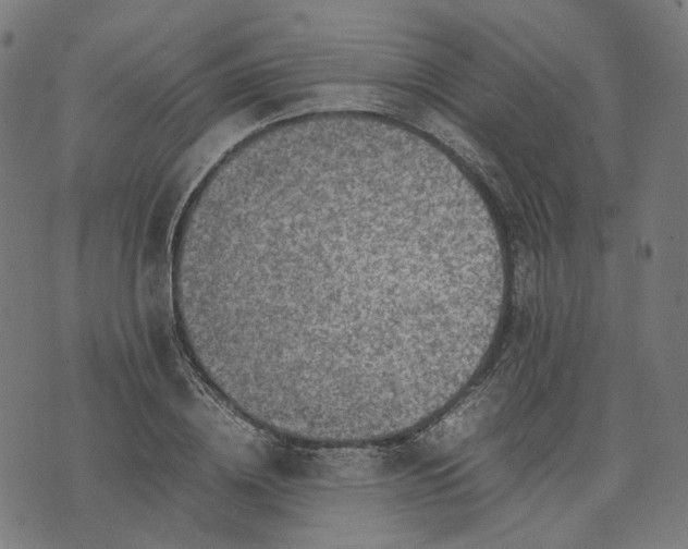 X0000074210836200609081529