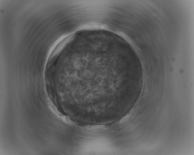 X0000074210864200609081529