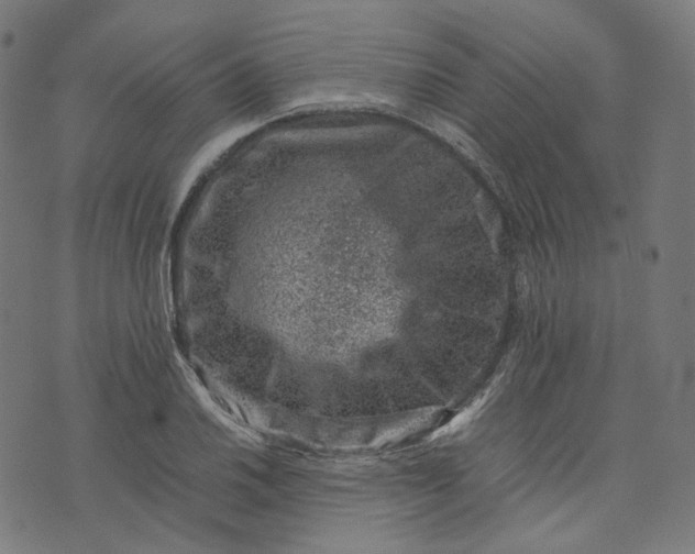 X0000074211030200609081526