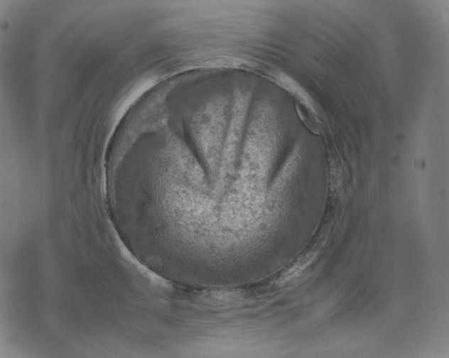 X0000074211095200609081525