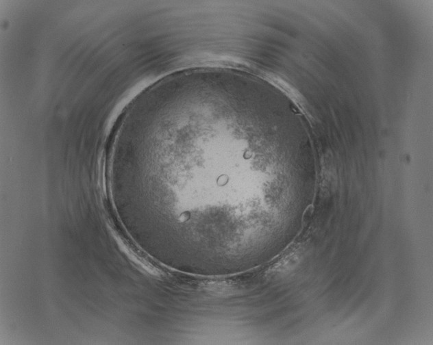 X0000074211128200609081524