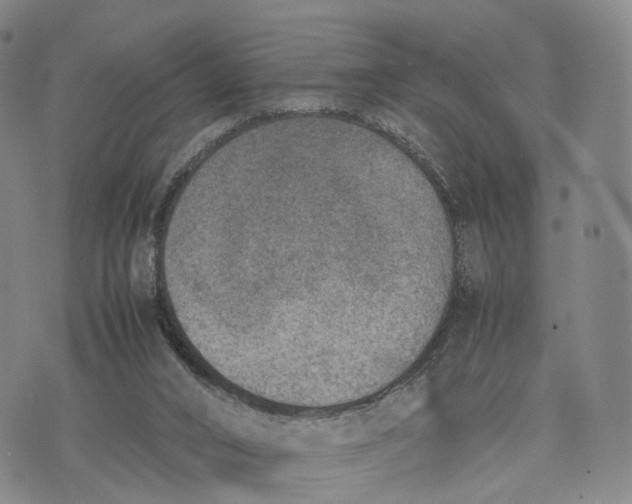 X0000074210016200609151608