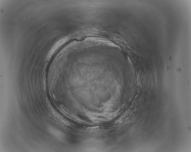 X0000074210054200609151606