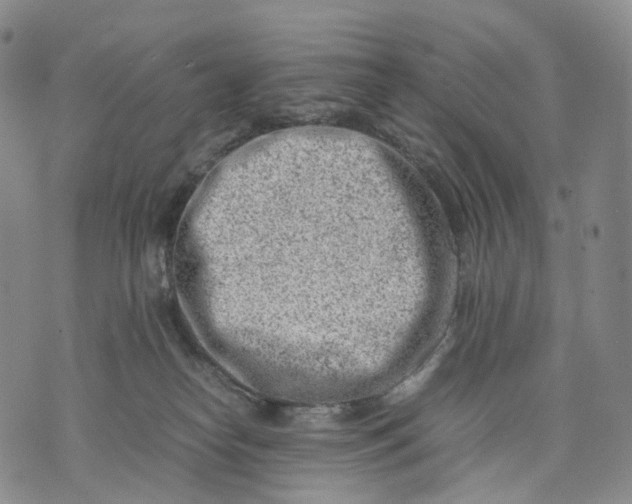 X0000074210182200609151605