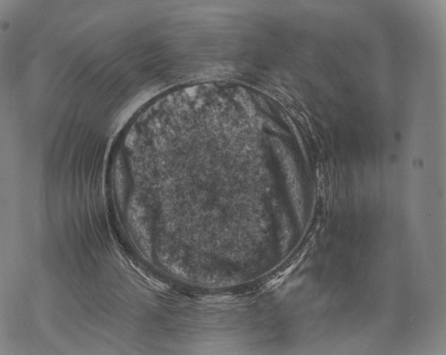 X0000074210196200609151605