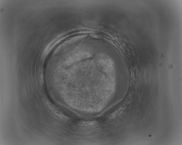 X0000074210247200609151603