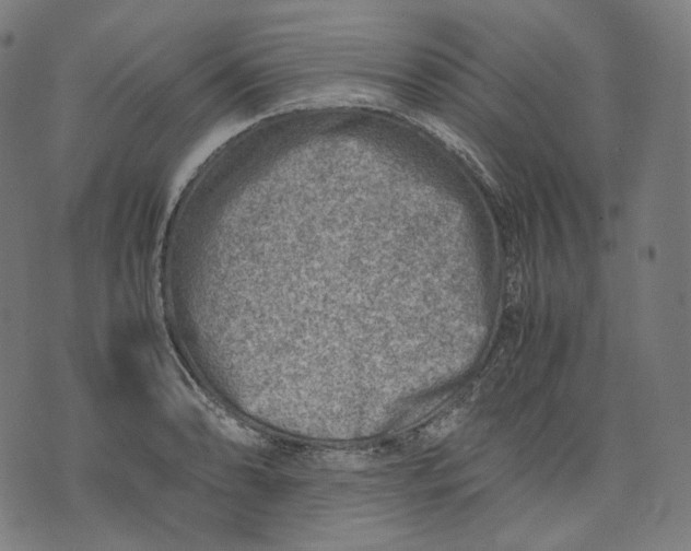 X0000074211086200609151550