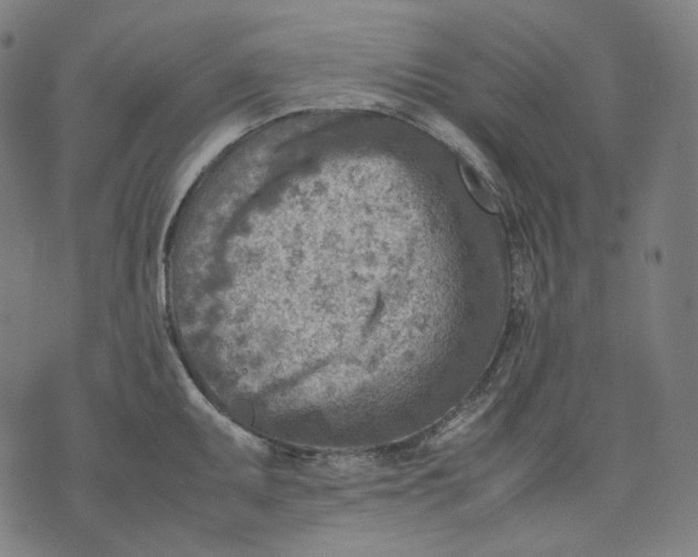 X0000074211095200609151550