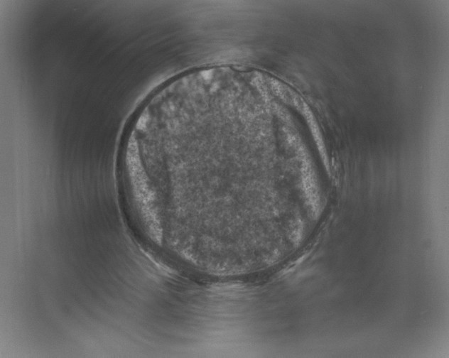 X0000074210196200609221950