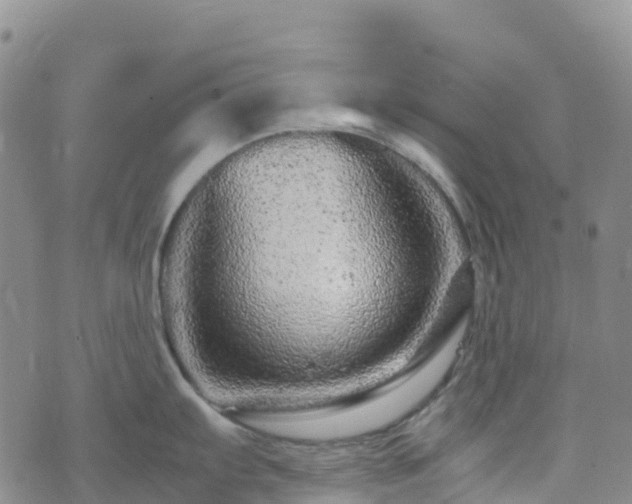 X0000074221103200609011210