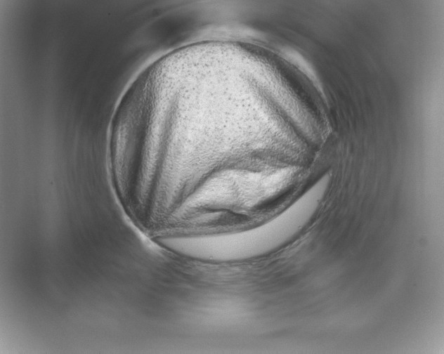 X0000074221103200609222001