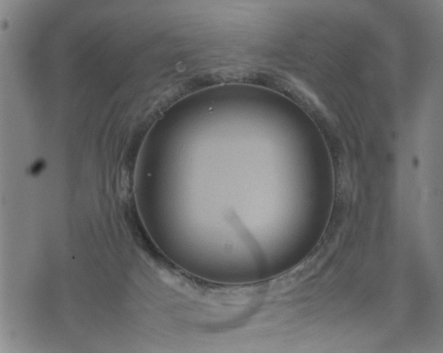 X0000074230025200609011253