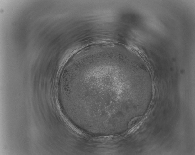 X0000074230049200609011252