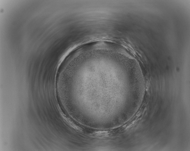 X0000074230052200609011252