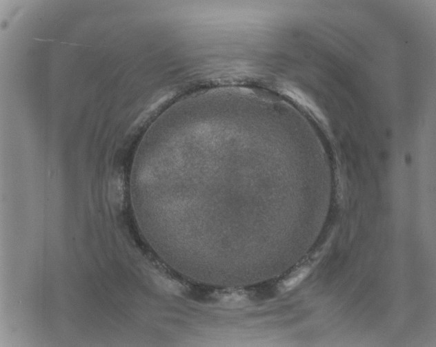 X0000074230113200609011251