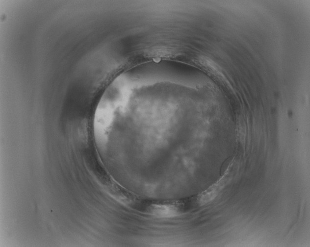 X0000074230167200609011251