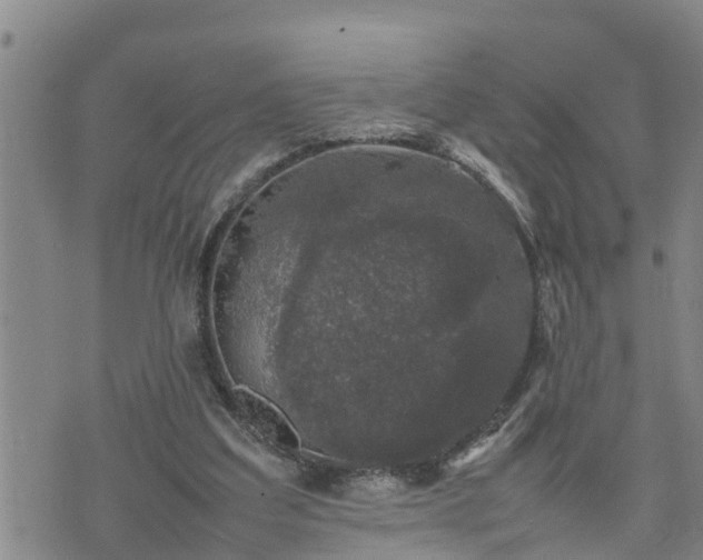 X0000074230203200609011250