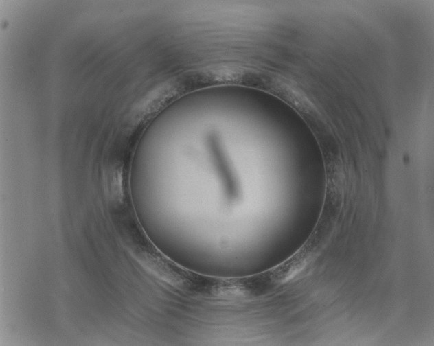 X0000074230262200609011249