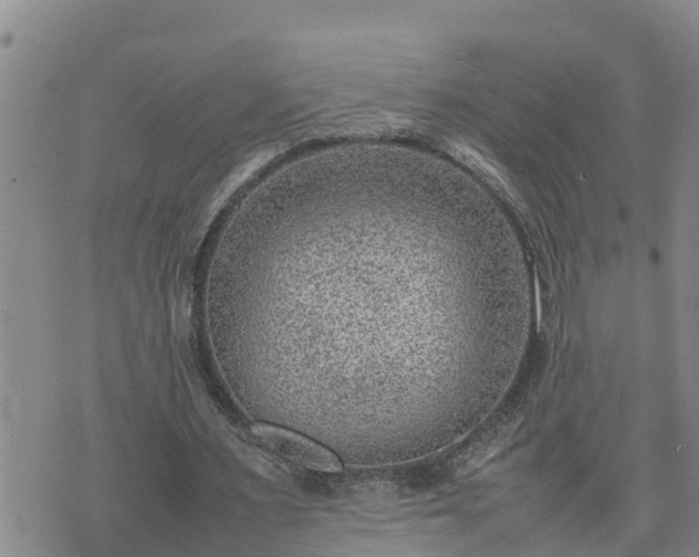 X0000074230483200609011245