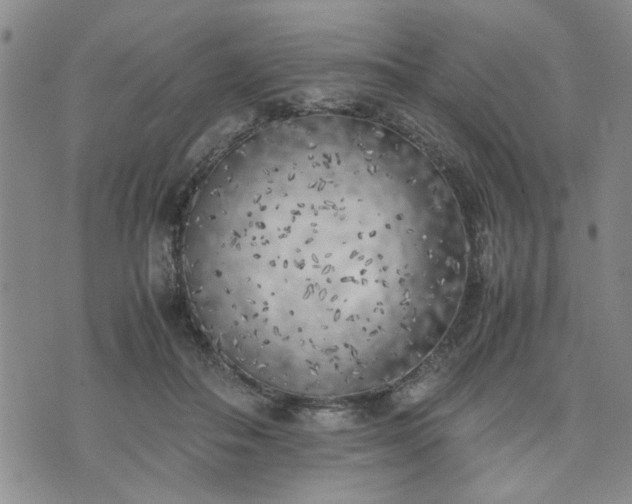 X0000074230506200609011245