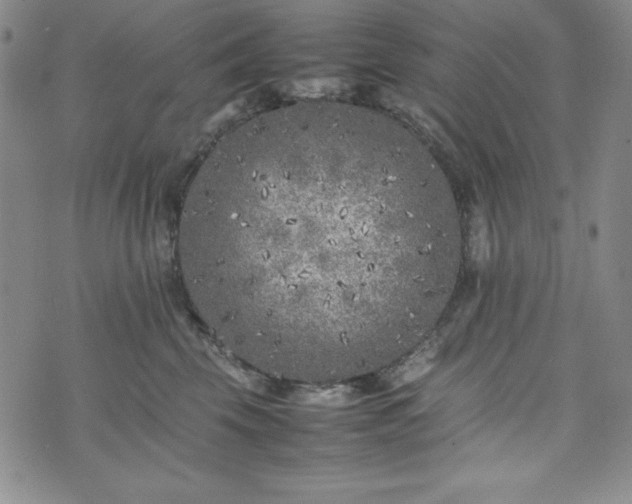 X0000074230569200609011245