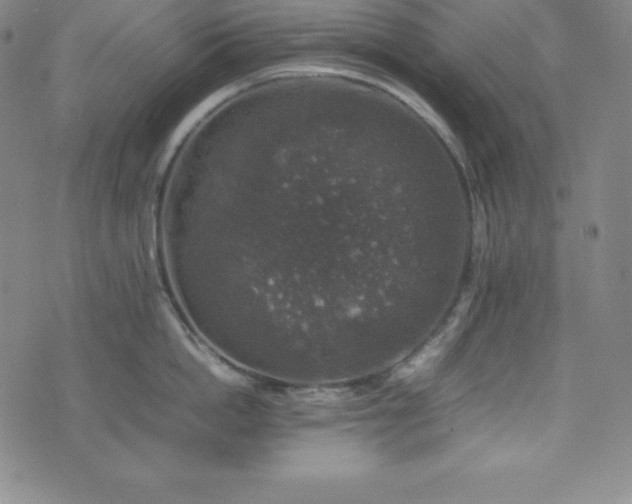 X0000074230862200609011240