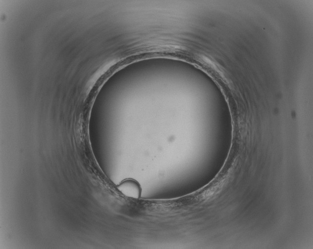 X0000074230875200609011239