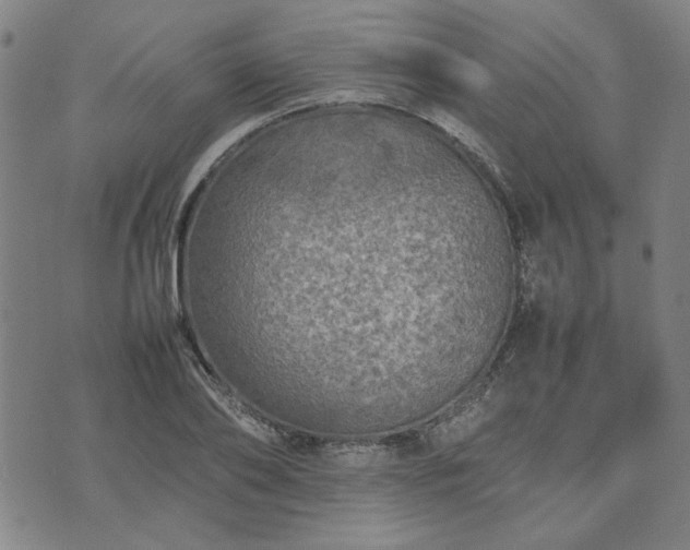 X0000074230886200609011239