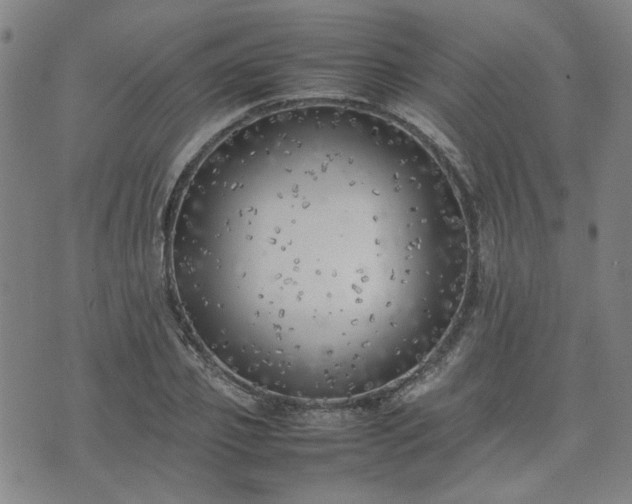 X0000074230933200609011238