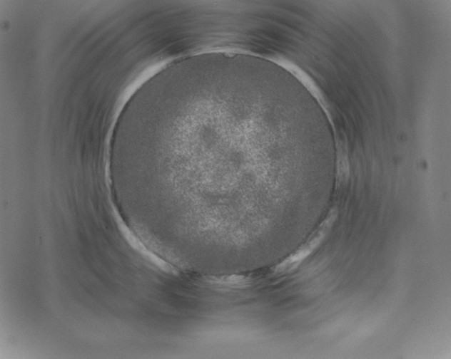 X0000074230957200609011238