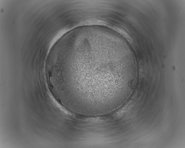 X0000074230990200609011237