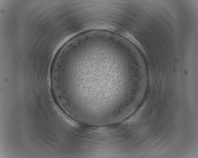 X0000074231028200609011236