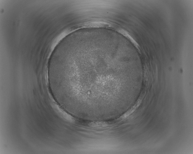 X0000074231083200609011236