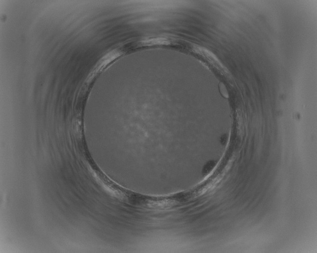 X0000074231225200609011233