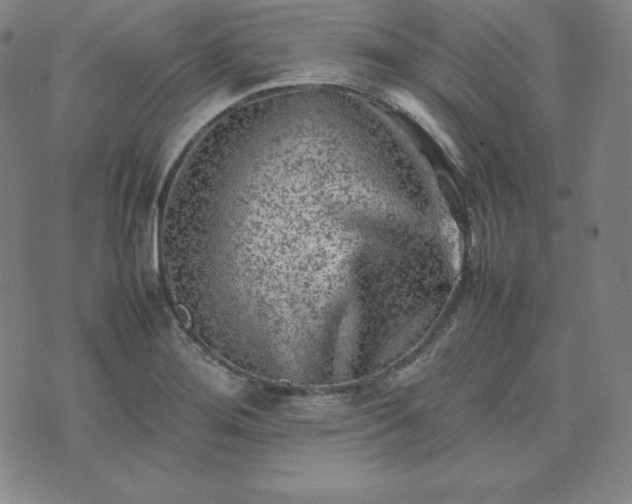 X0000074231276200609011233