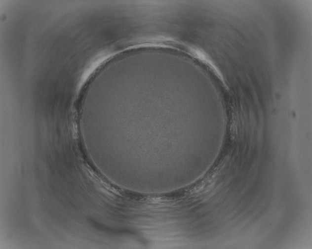 X0000074231360200609011231