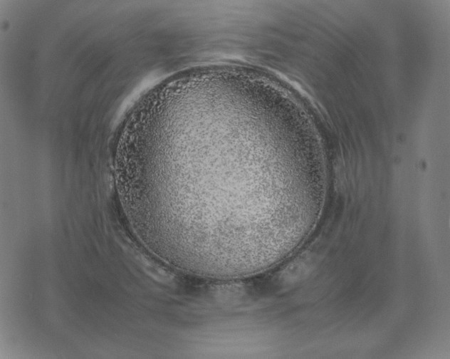 X0000074231363200609011231