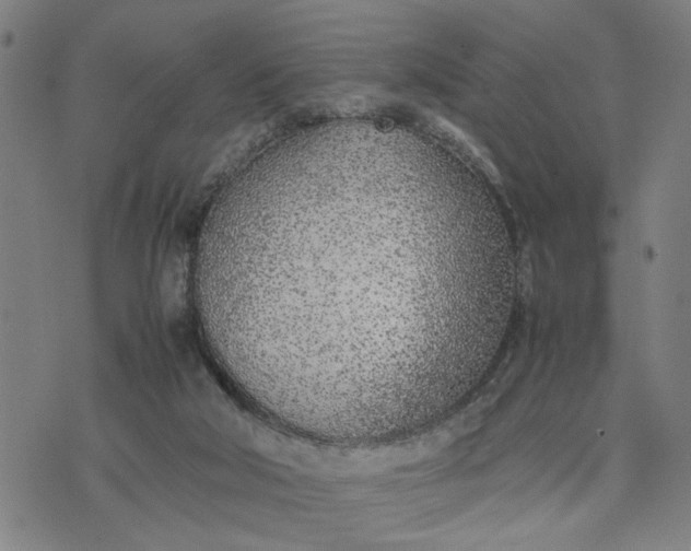 X0000074230018200609081632