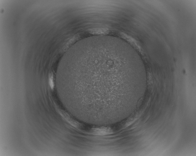 X0000074230069200609081631