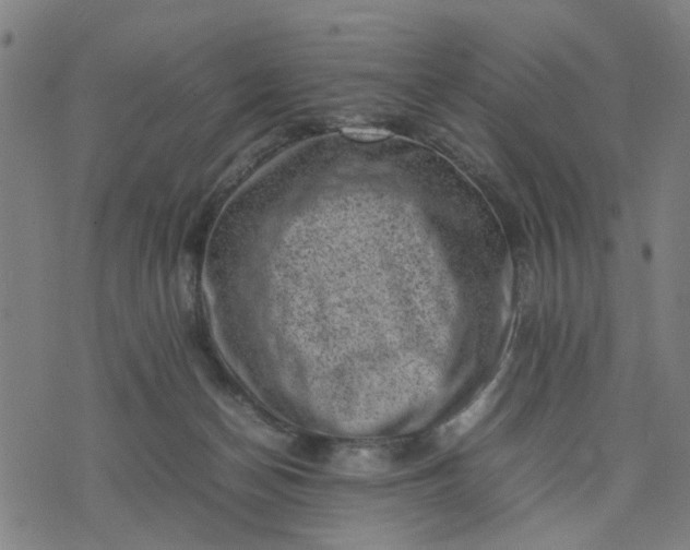 X0000074230174200609081630