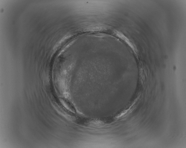 X0000074230203200609081629