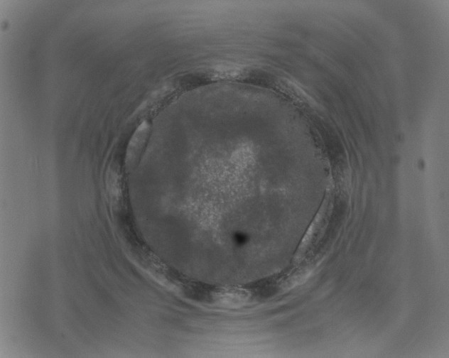 X0000074230215200609081629