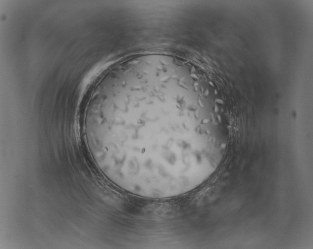 X0000074230294200609081628