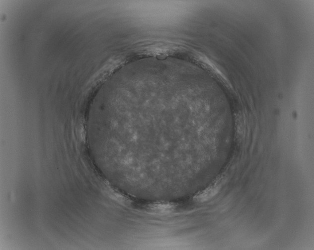 X0000074230313200609081627