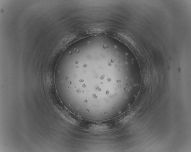 X0000074230455200609081625