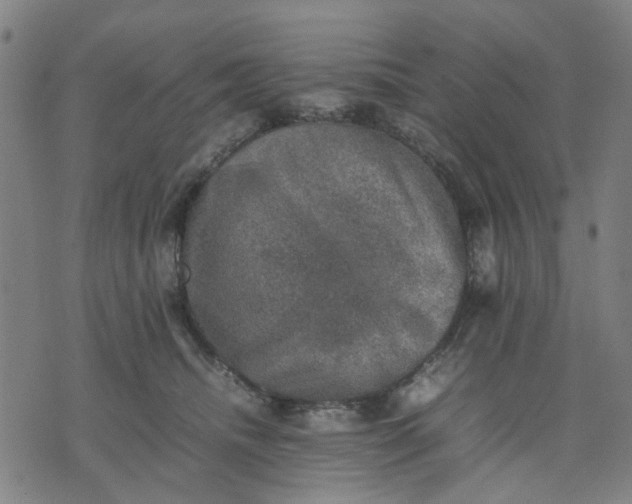 X0000074230468200609081625