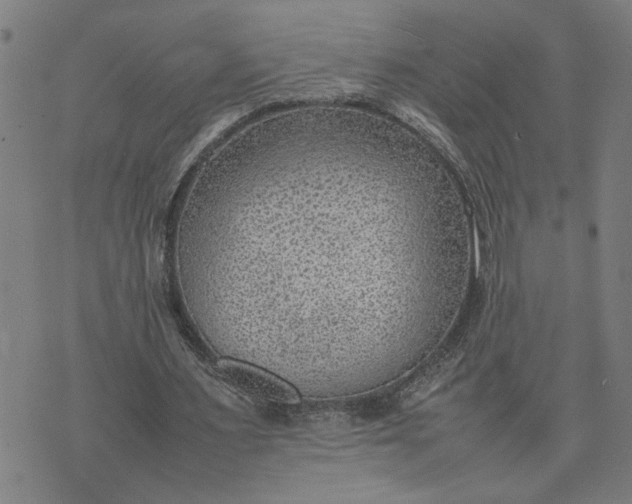 X0000074230483200609081625